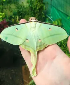 Motýli Martináč čínský - Actias selene