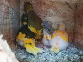 Prodám letošní kakariki rudočelé – kroužkované