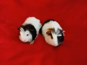 Malá morčátka vhodná na domácí mazlíčky
