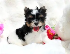 Biewer terrier s PP FCI