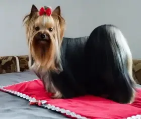 Matka