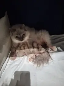 Koťátka Ragdoll s PP