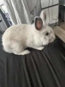 Králík