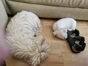 Whwt