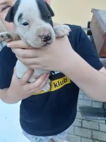 Americky  pitbull terier s pp