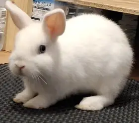 Králík