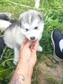Fenka
