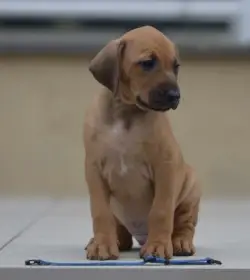 Dva luxusní pejsci Rhodeskeho ridgebacka
