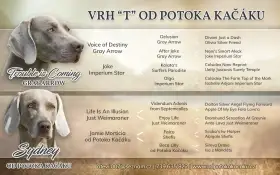 Rodokmen štěněte