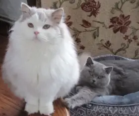 Kocourek a kočička k adopci