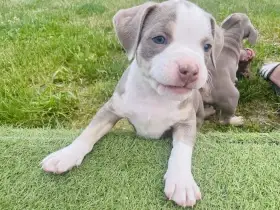 American Bully štěňata s abkc PP