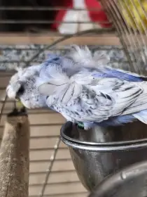 Andulka hagoromo helikoptéra