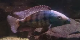 Daruji za odvoz