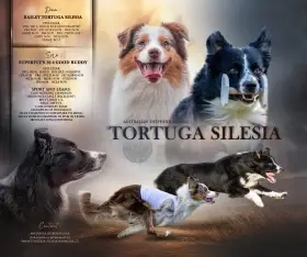 Australský ovčák s PP