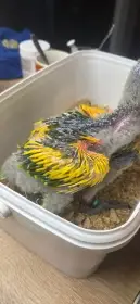 Amazona aestiva xanthopteryx