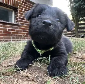 Skye terrier