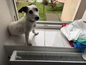 Daruji Fenečku Jessie