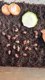 Lissachatina Iredalei Zanzibar.