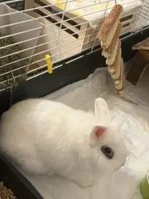 Daruji zakrslého králíčka do dobrých rukou včetně kompletní výbavy
