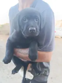 Štěňátka labradorskeho retrivra