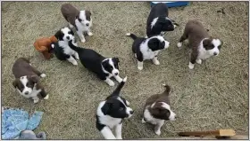 Border kolie