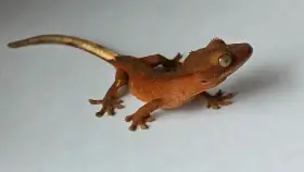 Pagekon řasnatý Correlophus ciliatus Red Bicolor – mládě