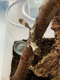 Uroplatus Henkeli