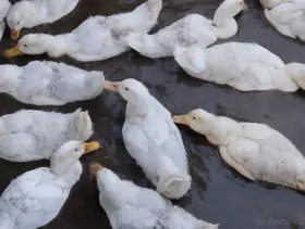 Kachna pekingská na dokrmení