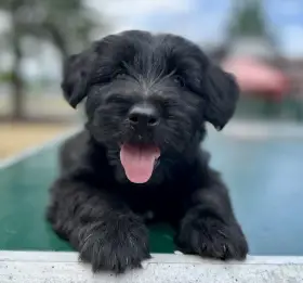 Skye terrier
