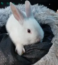 Králíčata
