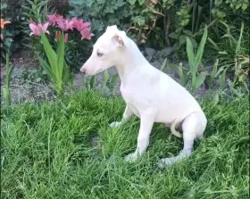 Štěně whippet vipet