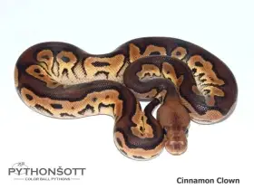 Krajta královská (Python regius) – mláďata 2026