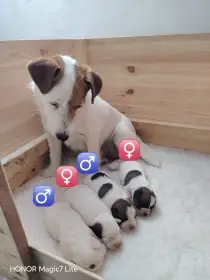 Jack Russell teriér s PP