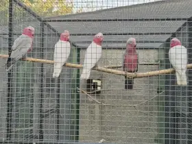 Kakadu růžový