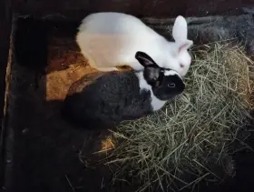 Králík k chovu bílý celý dva kusy