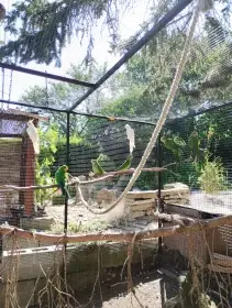 Papoušek nádherný a papoušek zpěvavý.