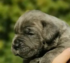 Cane Corso štěňata