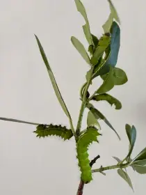 Actias selene housenky