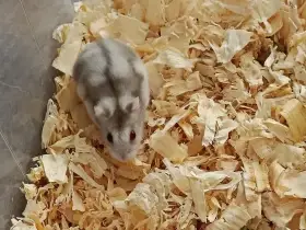Křečík džungarský (rarita)
