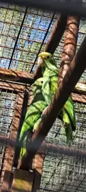 Zoo Ostrava prodává mláďata CITES druhu Amazona oratrix 4,0,1
