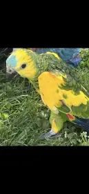 Amazona aestiva xanthopteryx