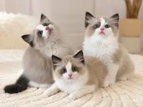 Ragdoll koťátka s PP 