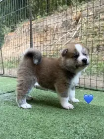 Akita s PP
