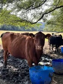 Prodám jalovice