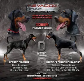 Predám doberman šteniatko psíka s PP, chovateľská stanica REVADOG