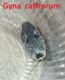 Okrasné druhy švábů a stínky