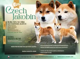Shiba