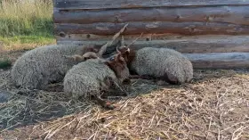 Cápová racka