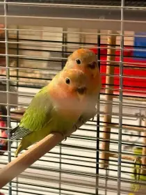 Agapornis růžohrdlý, sourozenci