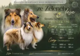 Kolie dlouhosrstá s PP (FCI)
